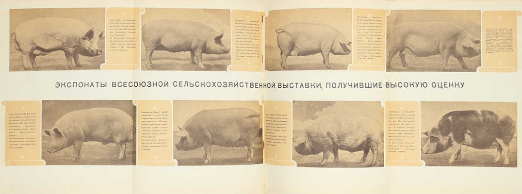 Свиноводство. [Фотоальбом] / Сост. В.Н. Поляновский, И.И. Тиняков; худож. Б.Г. Клинча; переплет и титул худож. Л.С. Эрмана. М.: ОГИЗ «Сельхозгиз», 1940.